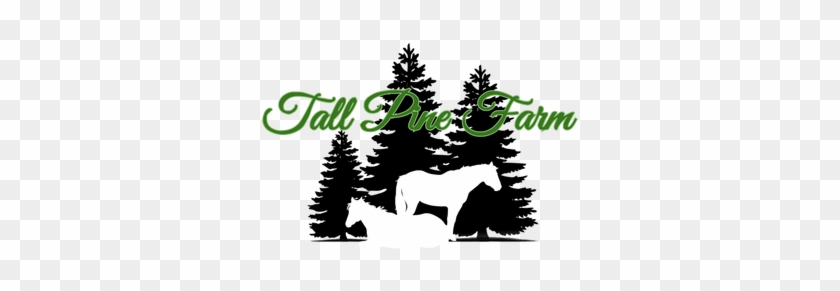 Pine Trees Wall Decal Forest Landscape Nature Vinyl #415665