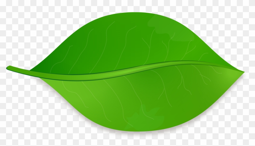 Leaf Shape Drawing Clip Art - Draw A Leaf In Illustrator #416232