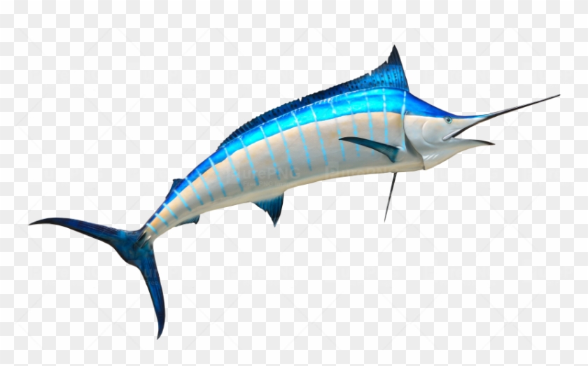 Fish Png #416372