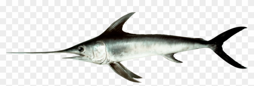 Illustration Of A Swordfish - Xiphias Gladius #416547