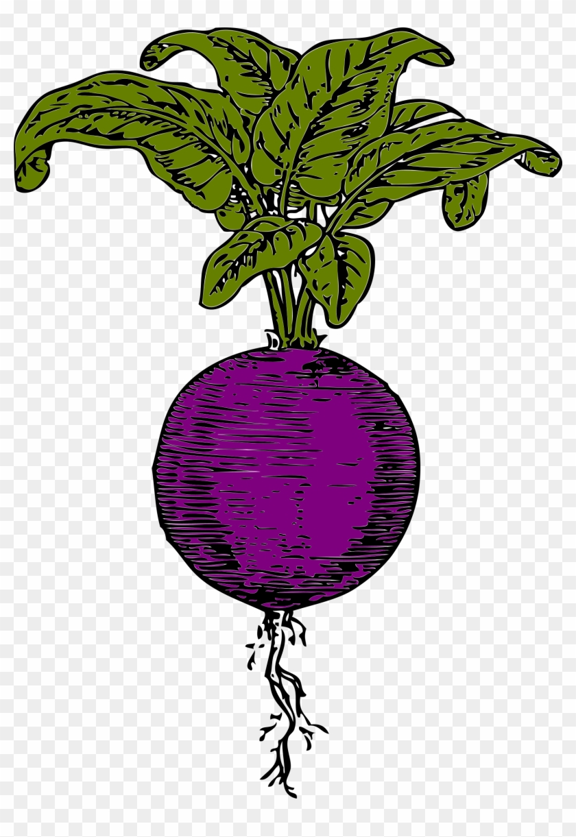 Beet - Clipart - Beet Clip Art #417572
