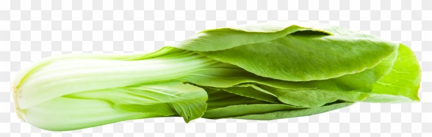 Bok Choy Transparent Background - Bok Choy Png #417587