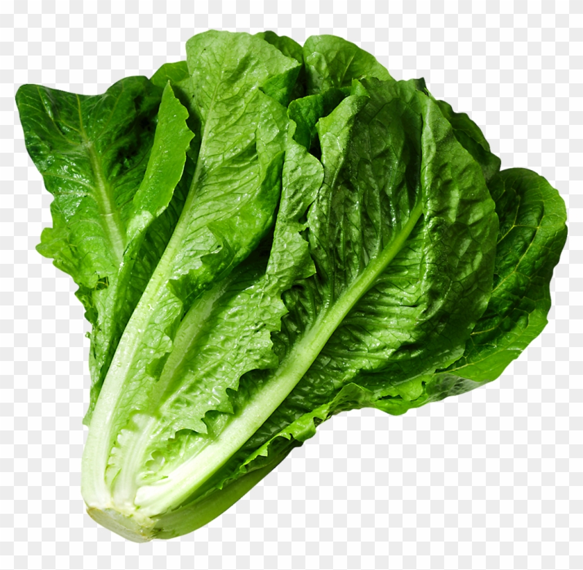 Lettuce Clipart Lettuce Clip Art 4 Clipartandscrap - Head Of Romaine Lettuce #417627