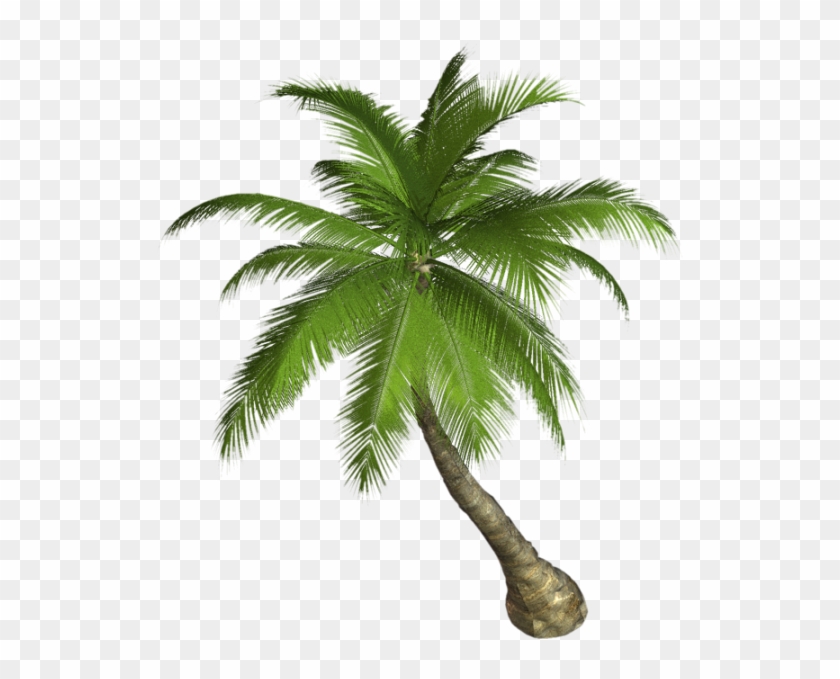 Fondo - - Palm Png #417738