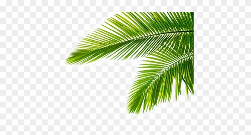 Palmeras Png #417742