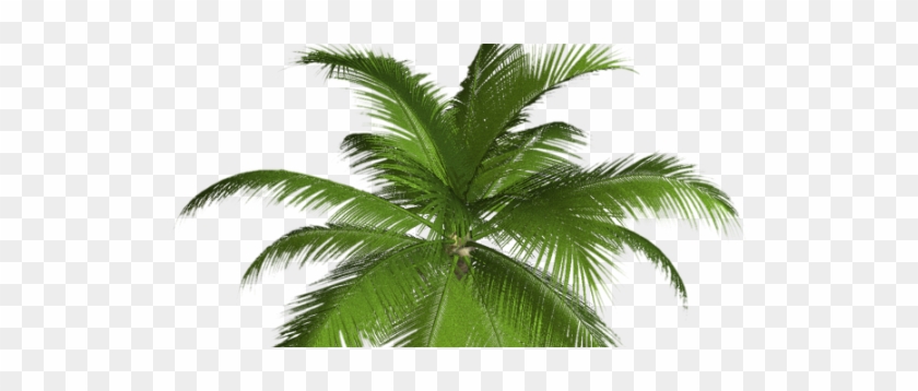 Palm Tree Clip Art #417762