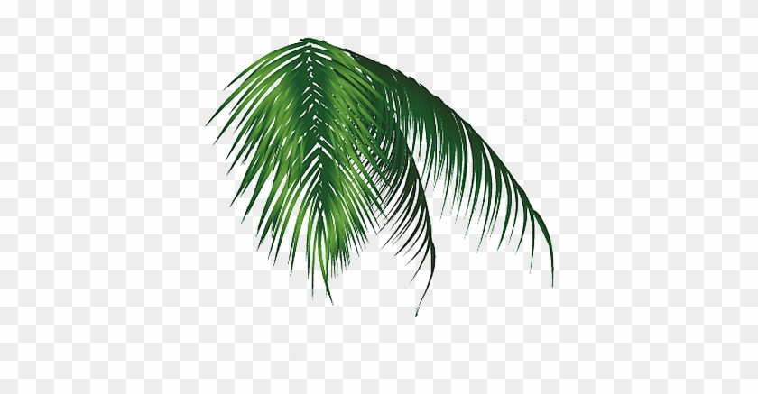 Hojas, Palmeras , Ramas Png - Vector #417793