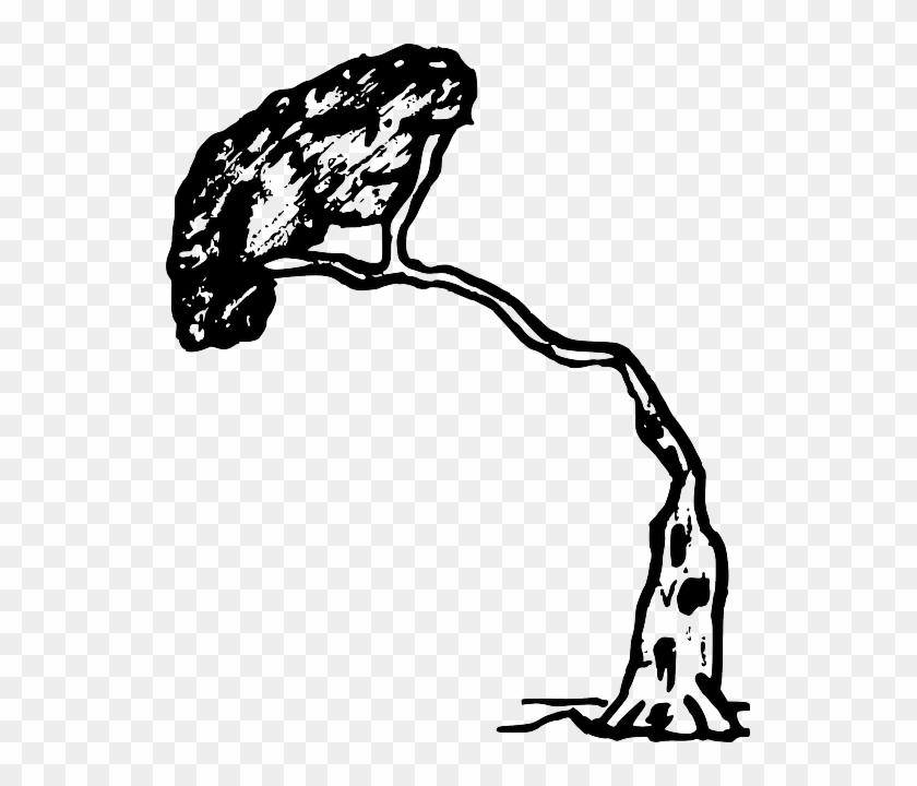 Tree Pine, Wood, Nature, Plant, Tree - Tree Falling In Black And White #417811