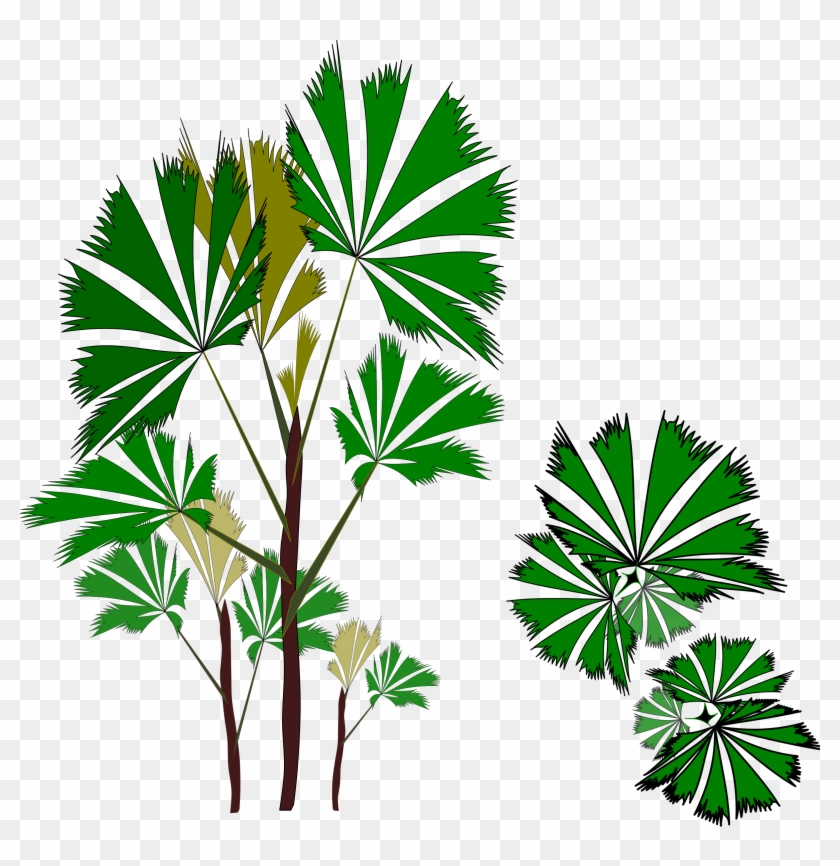 This Free Icons Png Design Of Palm Raphis 01 - Raphis Png #417845