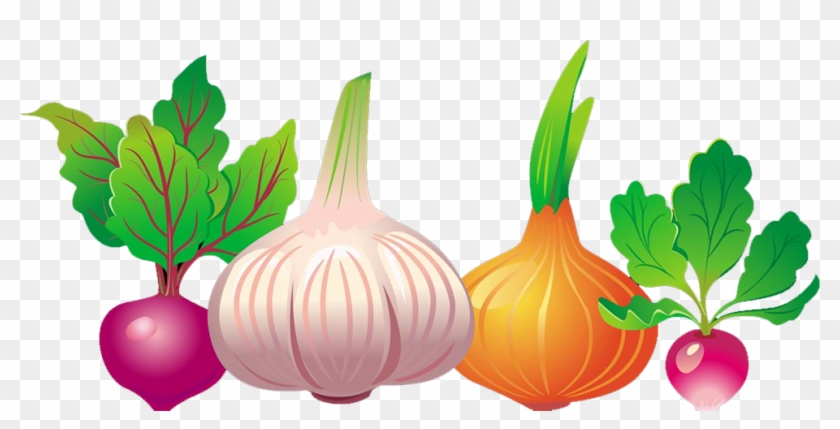 Common Beet Vegetable Euclidean Vector Beetroot - Yellow Onion #418267