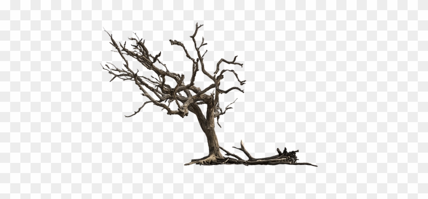 Tree-3417631 340 - Tree #418754