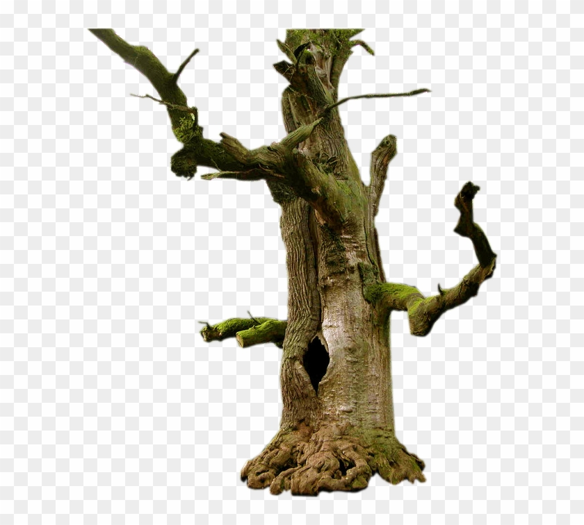 Old Dead Tree Drawing Download - Tree #418770
