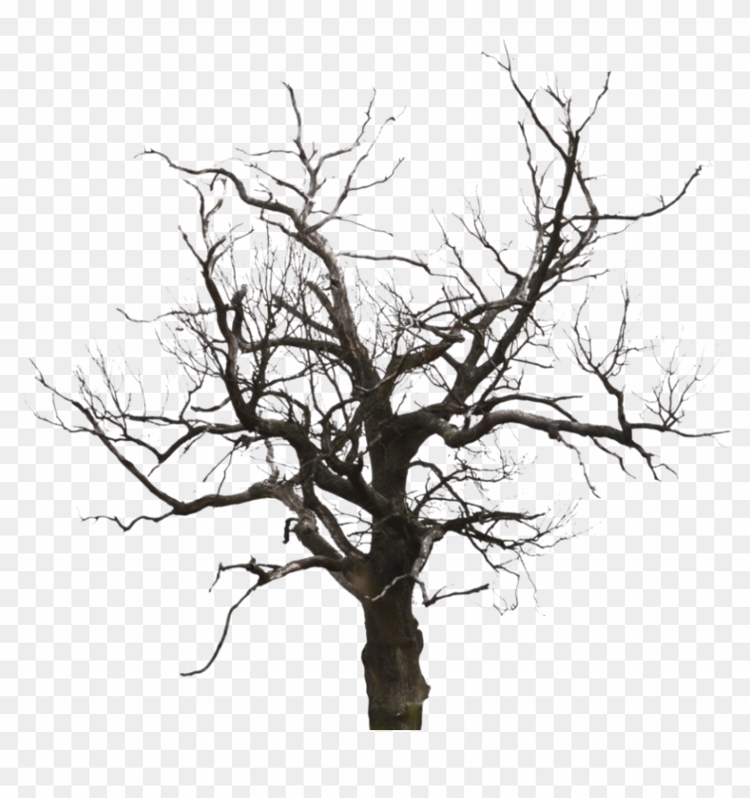 Tree4 #418803