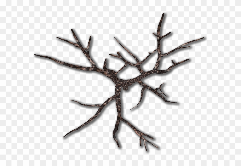 Black Oak #418857