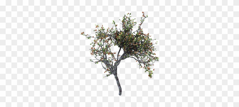 Tree - Tree #418929