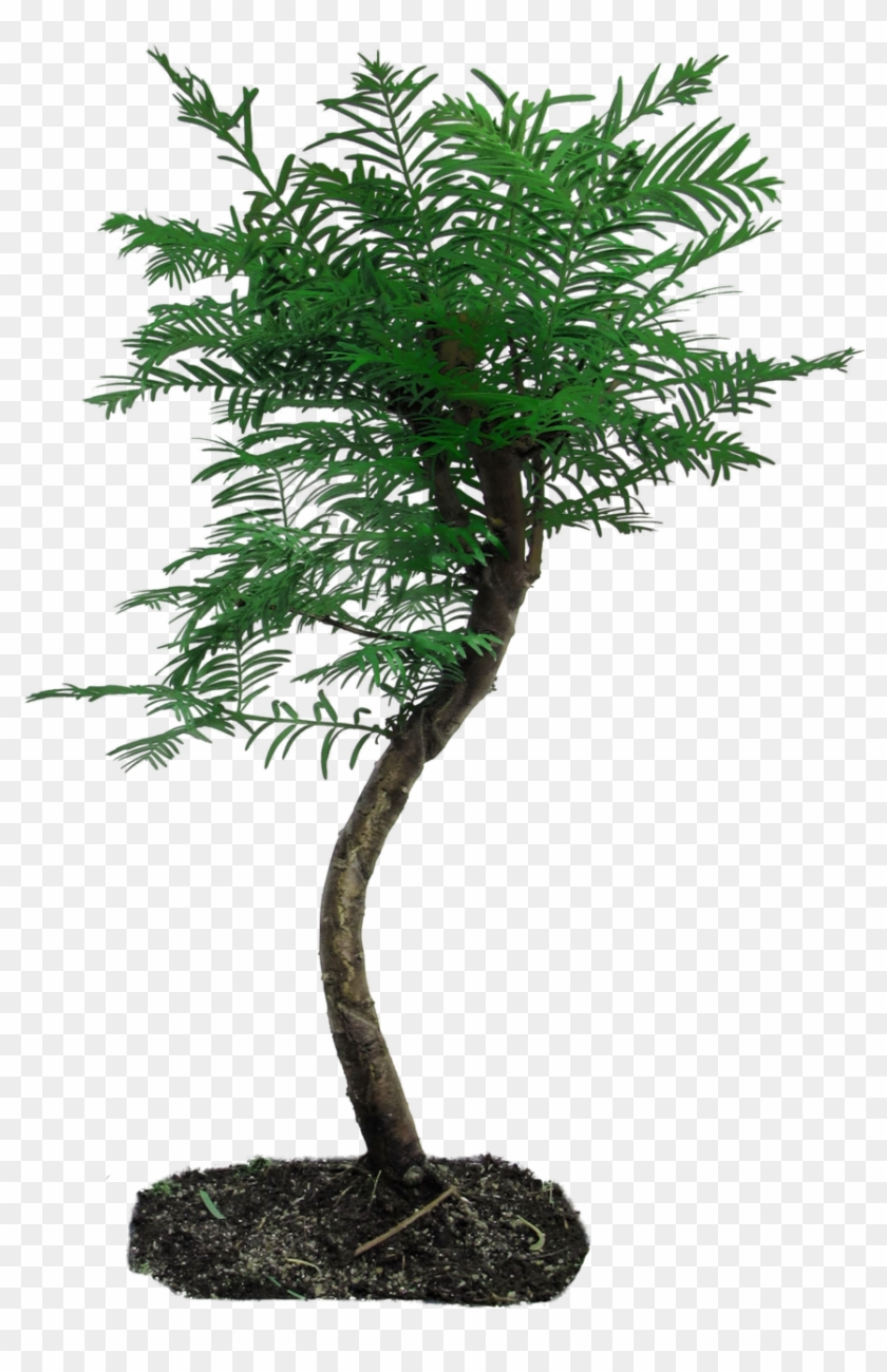 Tree Png By Camelfobia Tree Png By Camelfobia - Tree Png By Camelfobia Tree Png By Camelfobia #419078
