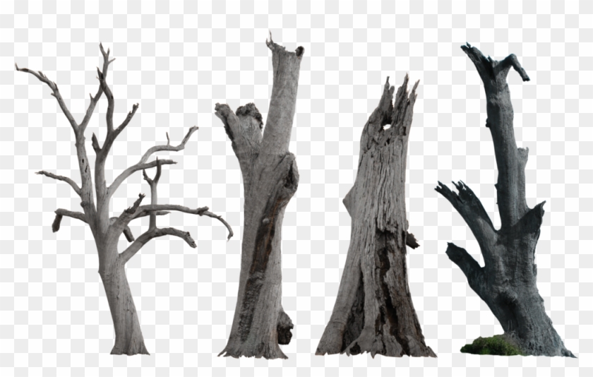 Source - Fc04 - Deviantart - Net - Report - Dead Tree - Dead Tree Png #419080