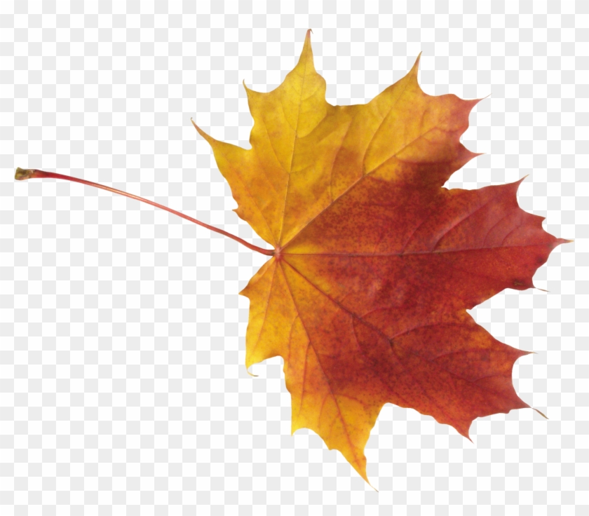 Autumn Leaves High Quality Png - Autumn Maple Leaf Png #419813