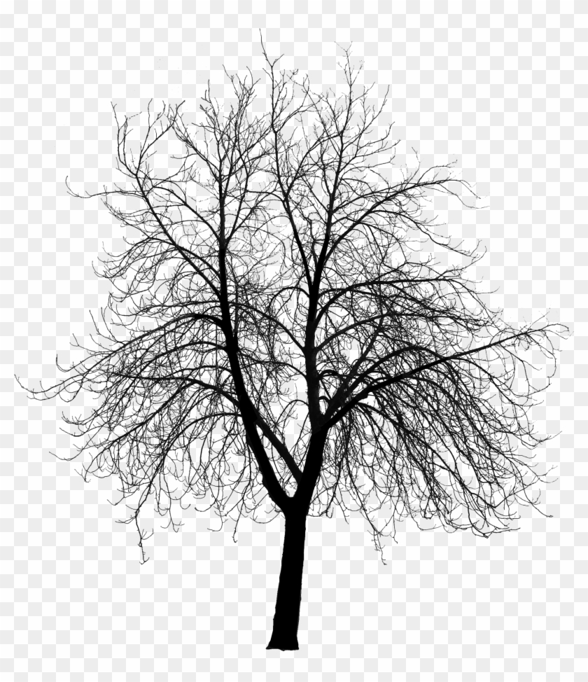 Course Content Visualizing Landscape Dynamics / Dynamic - Trees Silhouette Png #420424