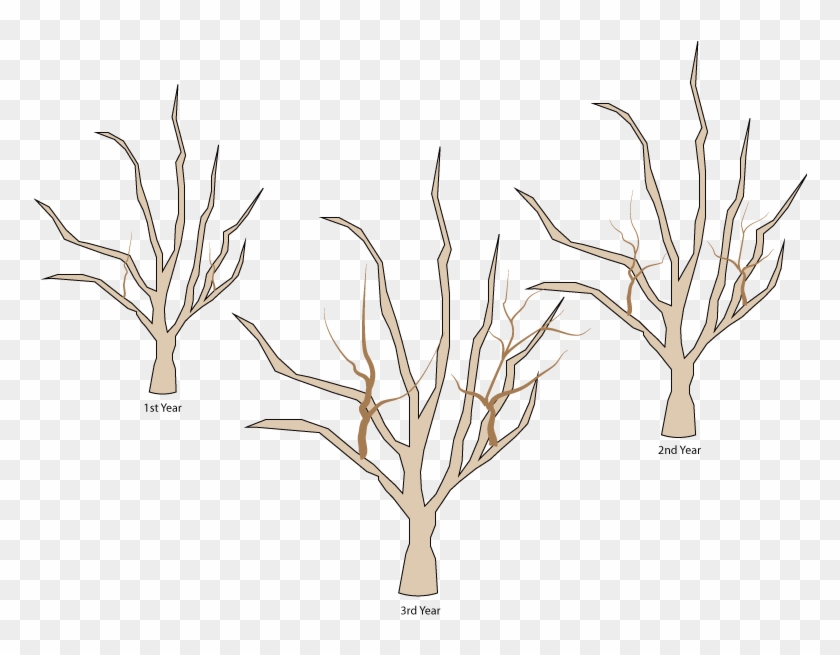 Crabapple Pruning- Water Sprout Growth 1st 3 Years - Crab Apple Tree Pruning #420474