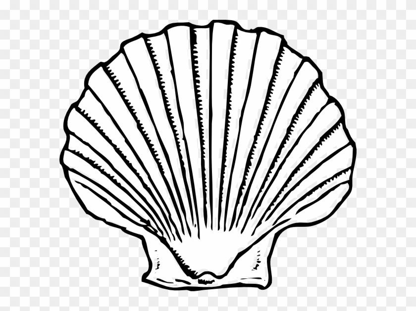 Black And White Sea Shell #420596