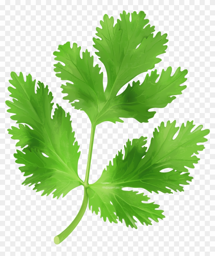 View Full Size - Coriander Png #420854