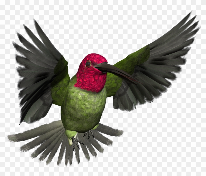 Free High Resolution Graphics And Clip Art - High Resolution Bird Art #69472
