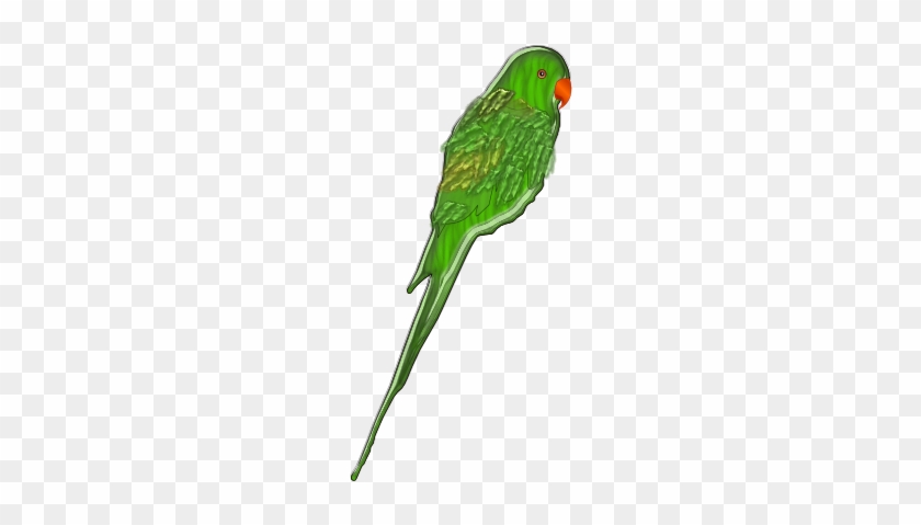 Papegøye Png #69528
