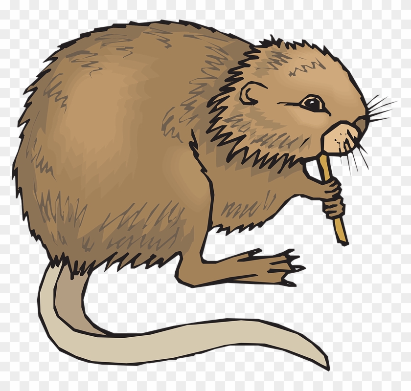Muskrat Clipart #69802