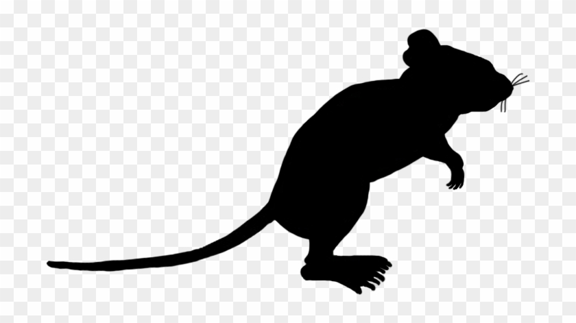 Little Mouse Sniffing Around - Portable Network Graphics #69857