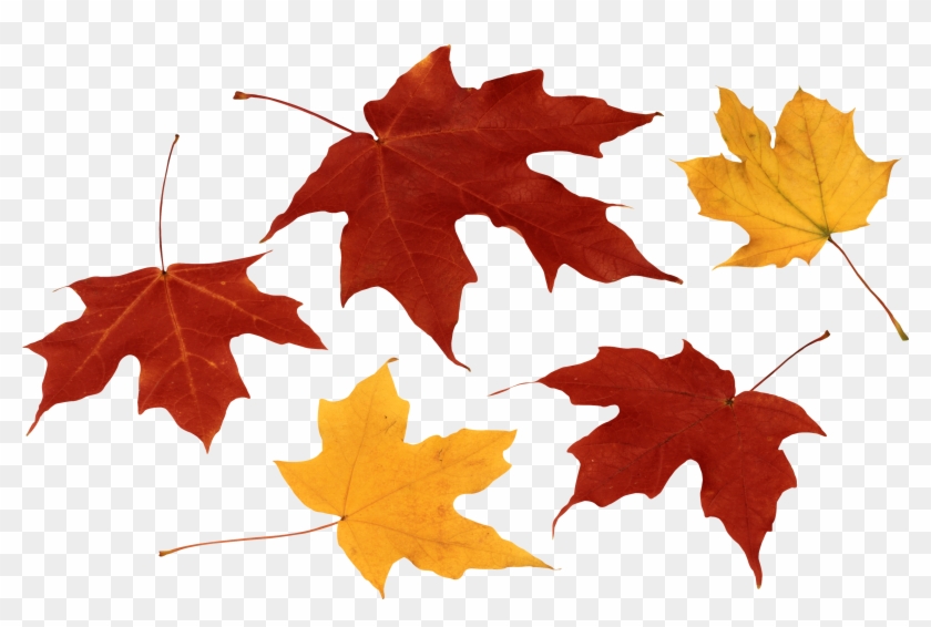 Fall Leaf Clip Art Black And White Image Free Download - Clipart Leaves Png #70721