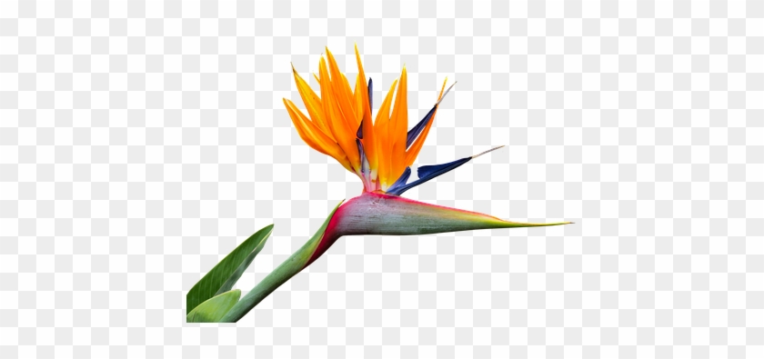 Caudata, Strelitzia - Birds Of Paradise Png #421377