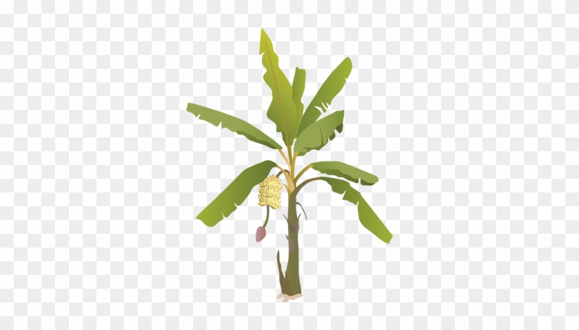 Index Of /ress Tice/1 - Banana Tree With Fruit #421959