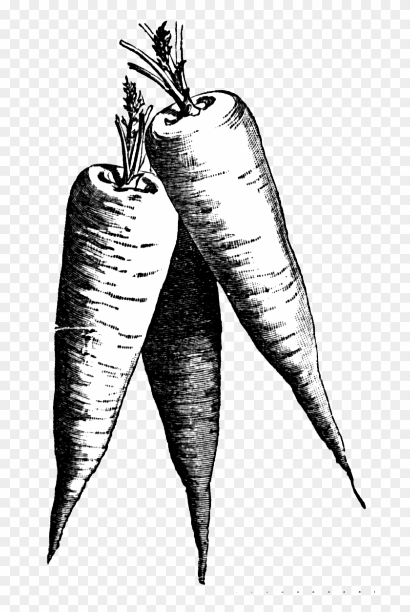 Carrots Clipart Black And White - Clip Art #422318