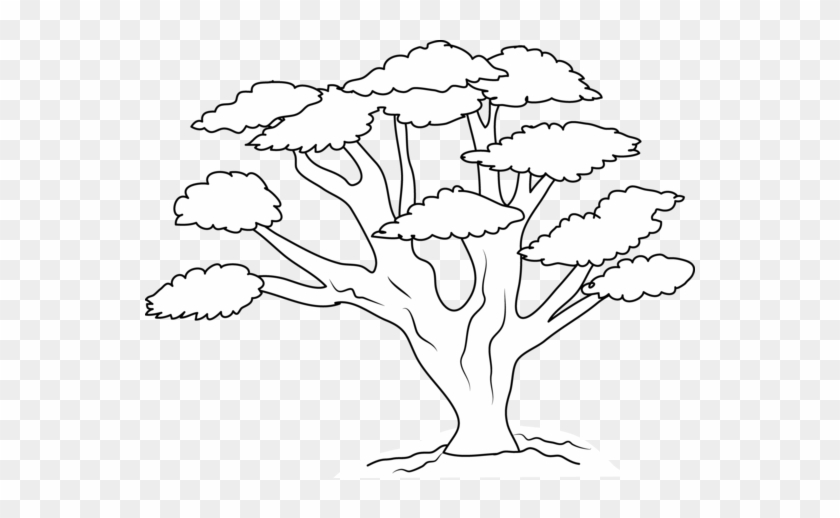 Narra Tree Clipart Black And White - Раскраска Баобаб #422328