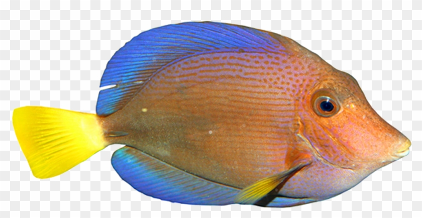 Tropical Fish - Swimming - Tropical Fish - Swimming #422462