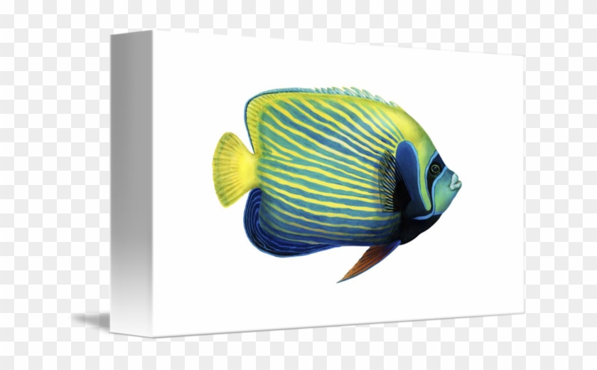 Supplier Generic Illustration Of An Emperor Angelfish #422472