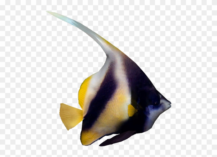 Red Sea Bannerfish V2 - Eagleray #422476