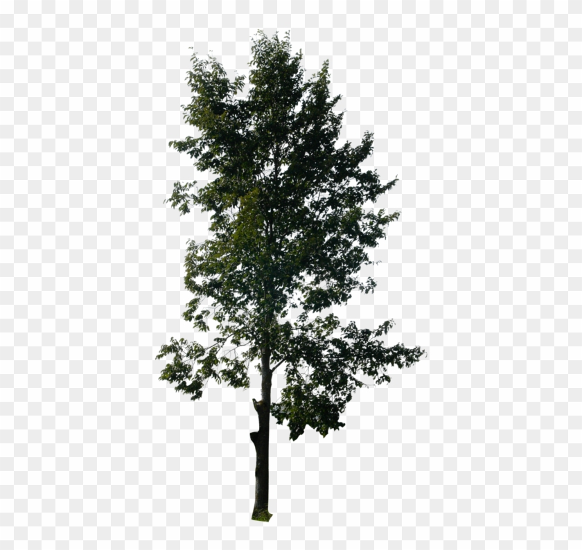 Transparent Trees #422670