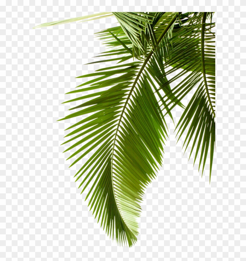 Papel Arecaceae De La Hoja De La Palma De La Rama De - Black And White Palm Leaves #422710
