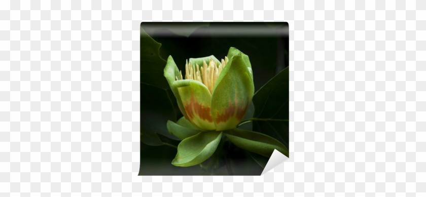 American Tulip Tree In Blossom Wall Mural • Pixers® - Tulip Tree #422786