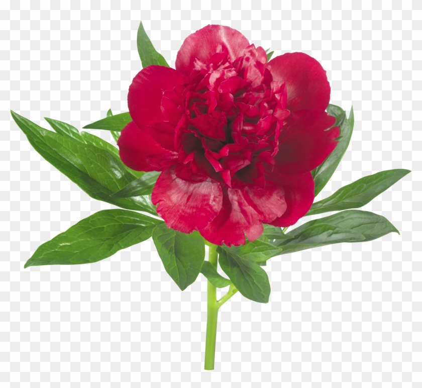 Картинка В Png - Red #424255