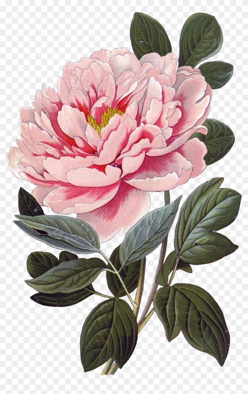   Peony Png #424297