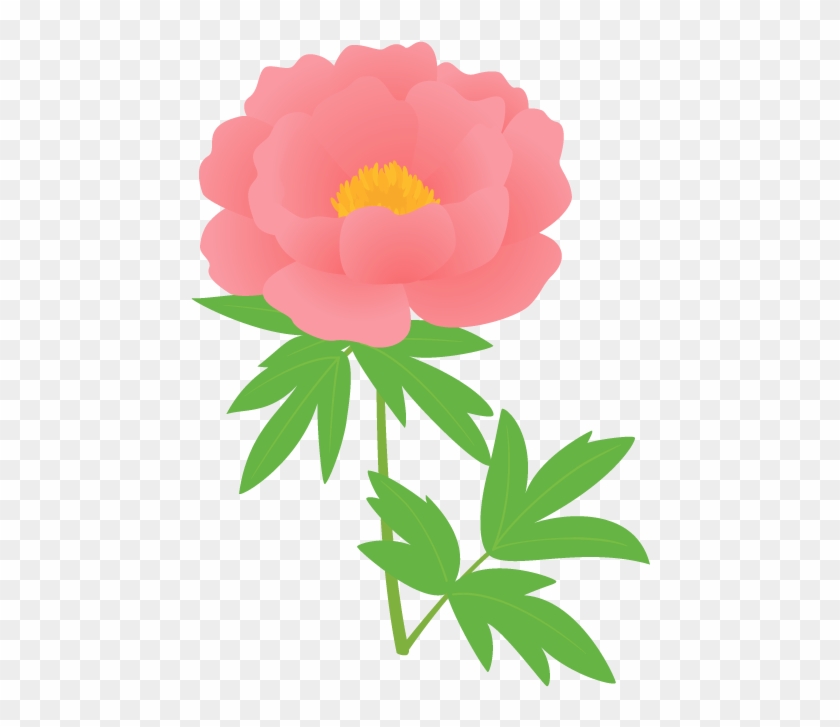 ボタン・シャクヤク - Chinese Peony #424425