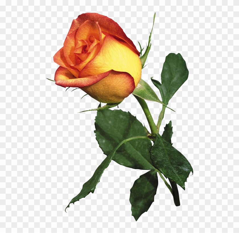 Garden Roses Best Roses Orange - Garden Roses Best Roses Orange #424753