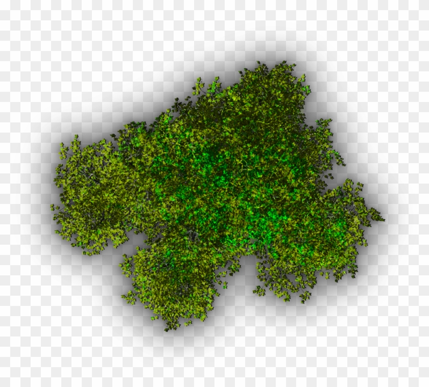Background Top Tree Transparent Image - Top View Trees Transparent #425015