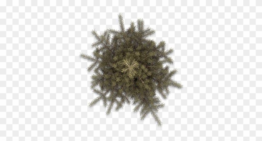 Pine Tree Top View Png Pine Tree Top View Png Pine2a - Jumping Cholla #425049