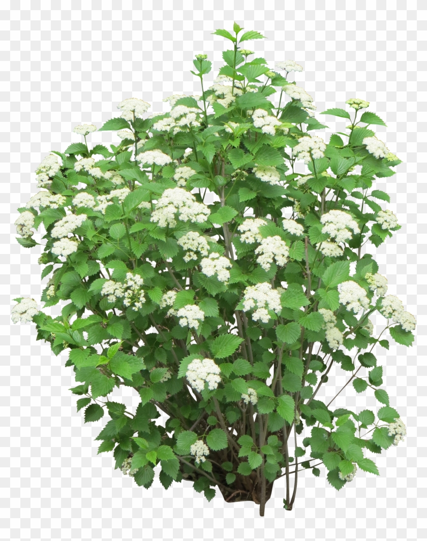 Bush Png Image - Flower Bush Png #425085