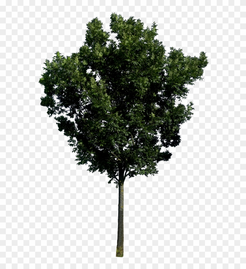Transparent Png Background Tree Image - Tree Png #425095