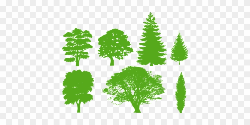 Trees Silhouette Variety Identification Is - Trees Silhouettes #425464